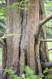 FocusEntertainment将于与Parasight工作室合作发布《BLACKTAIL》